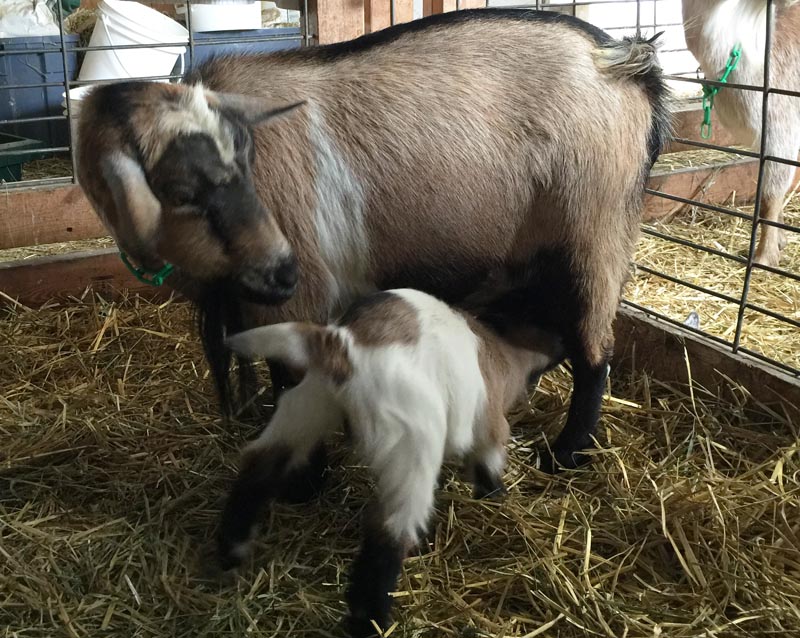 Nigerian Dwarf kid nursing from its dam