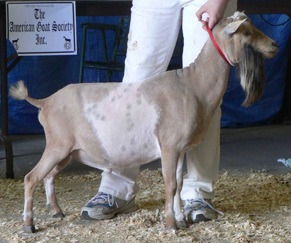 Antiquity Oaks Baritone, Nigerian Dwarf buck