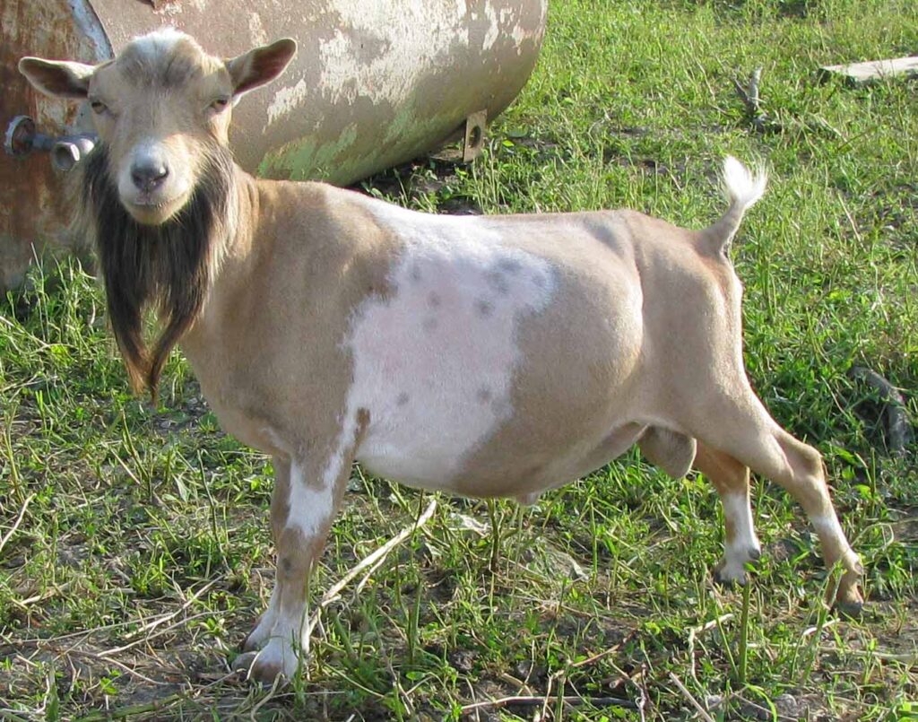 Antiquity Oaks Baritone, Nigerian Dwarf buck