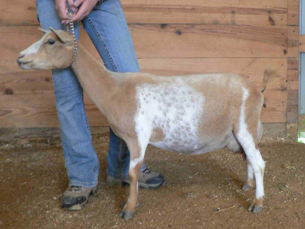 ARMCH Antiquity Oaks Carmen, Nigerian Dwarf doe