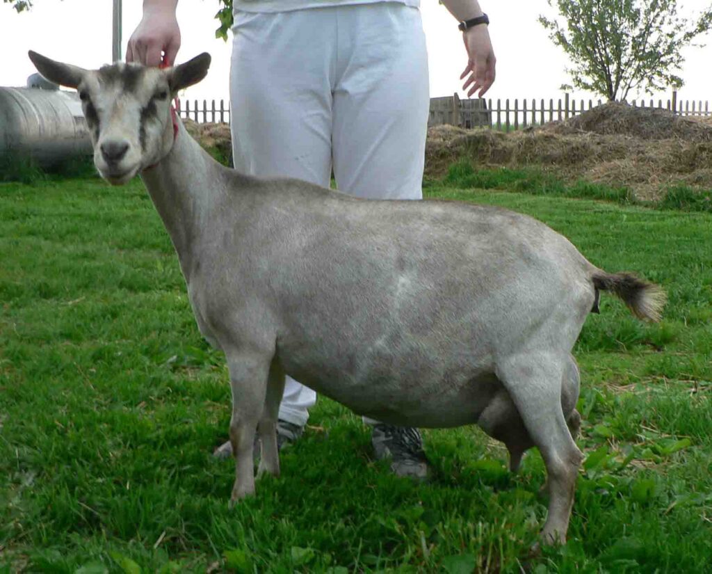 Charlotte, a Nigerian Dwarf doe at Antiquity Oaks