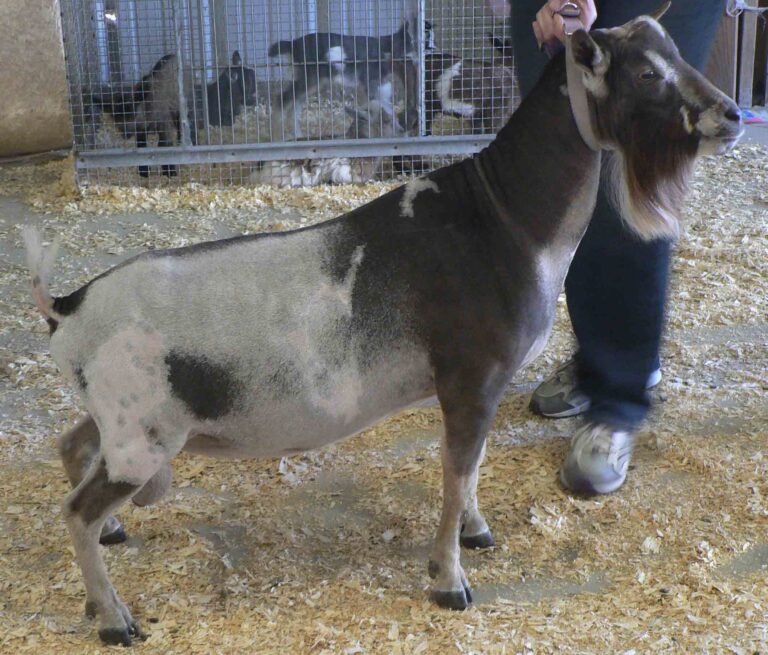 Pride of Texas Frankie Mc