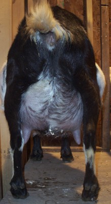 Udder of Moonshine Acres Starlet Moment, rear view