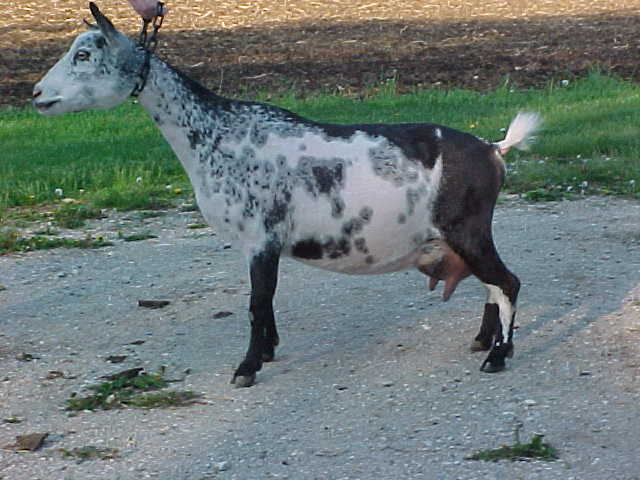 Moonshine Acres Starlet Moment, Nigerian Dwarf doe